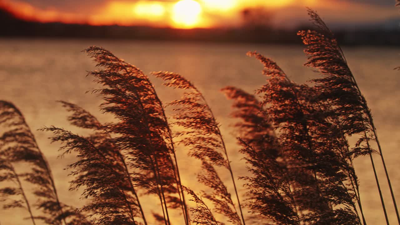 在晚霞湖畔，潘帕斯草在微风中摇曳视频下载