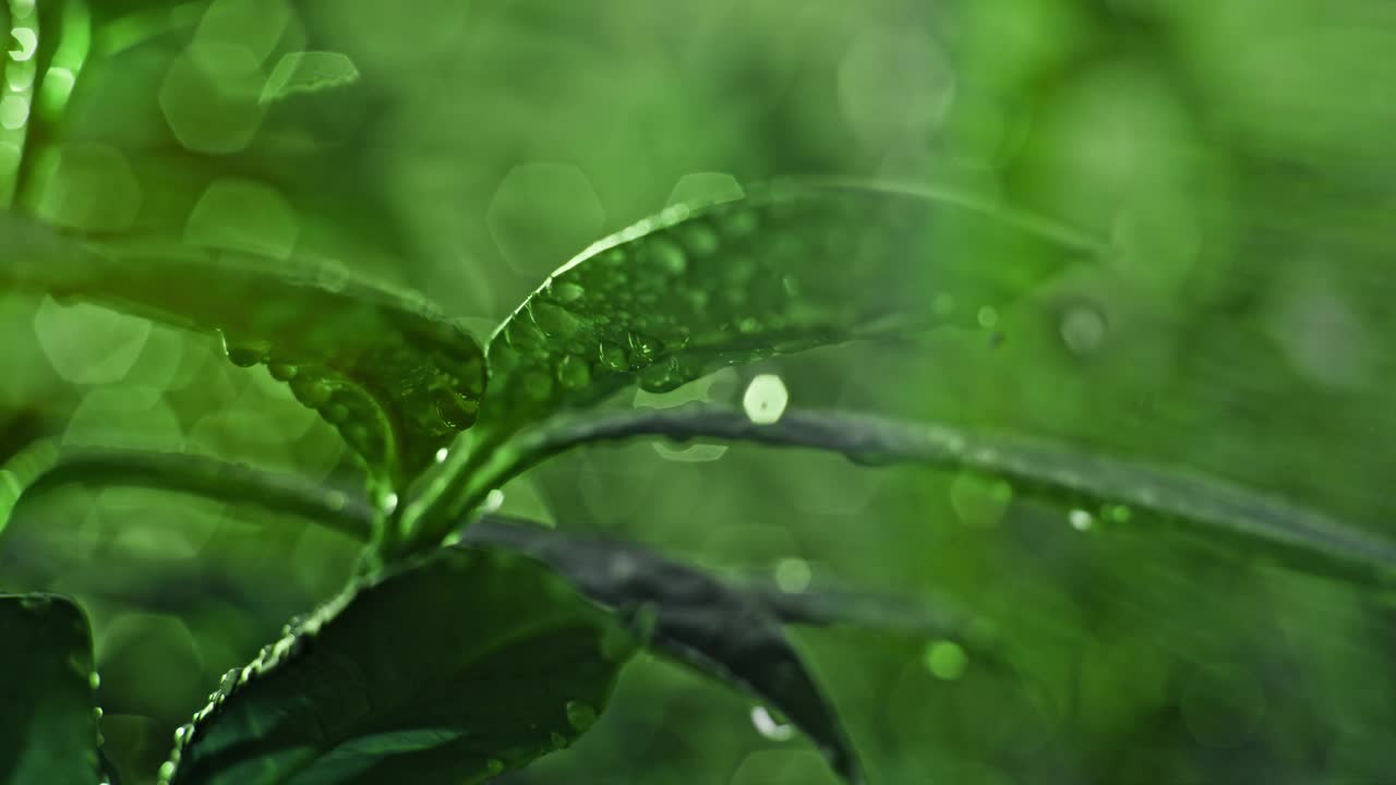 超慢动作的雨滴从潮湿的绿叶上落下视频素材