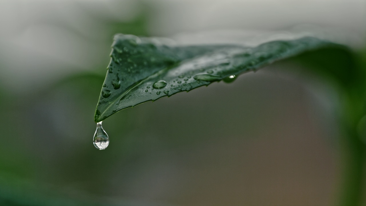 超级慢动作极端接近雨滴落在新鲜，潮湿的绿叶。雨滴落在绿叶上视频素材