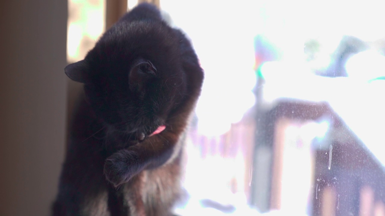 一只深棕色的猫在窗台上清洁自己的慢镜头视频素材