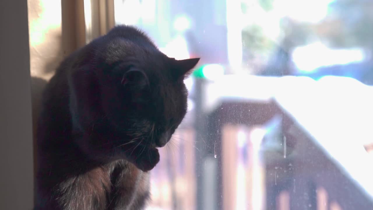 一只深棕色的猫在窗台上清洁自己的慢镜头视频素材