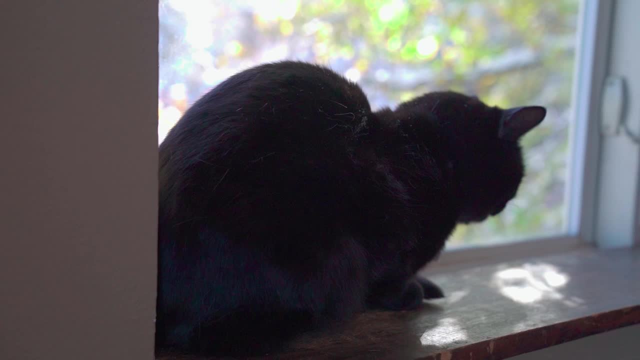 窗台上一只深棕色的猫的慢镜头视频素材