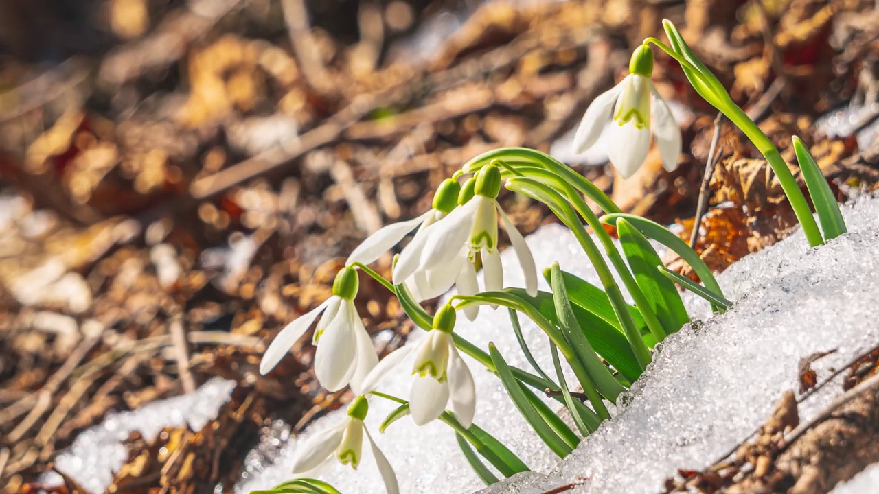 雪花莲盛开在阳光明媚的春天森林自然和雪融化迅速在时间推移背景4k超高清视频购买