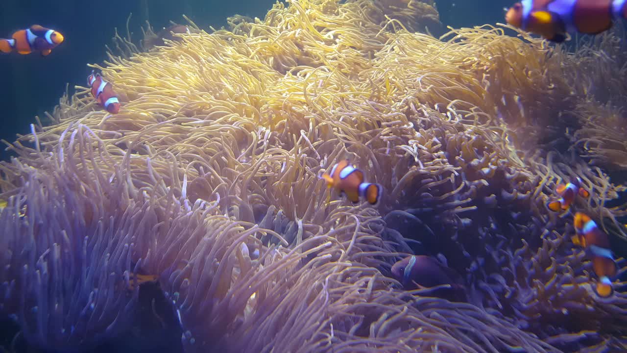 尼莫小丑鱼在海葵色彩斑斓的健康珊瑚礁上游泳。在水下游泳的海葵鱼。视频下载