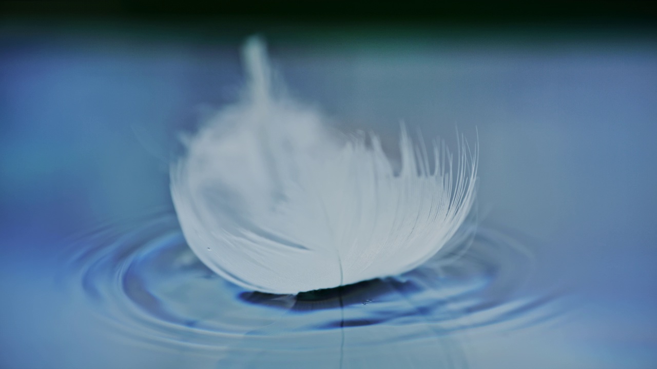 超级慢动作白色羽毛落在蓝色的水面上视频下载