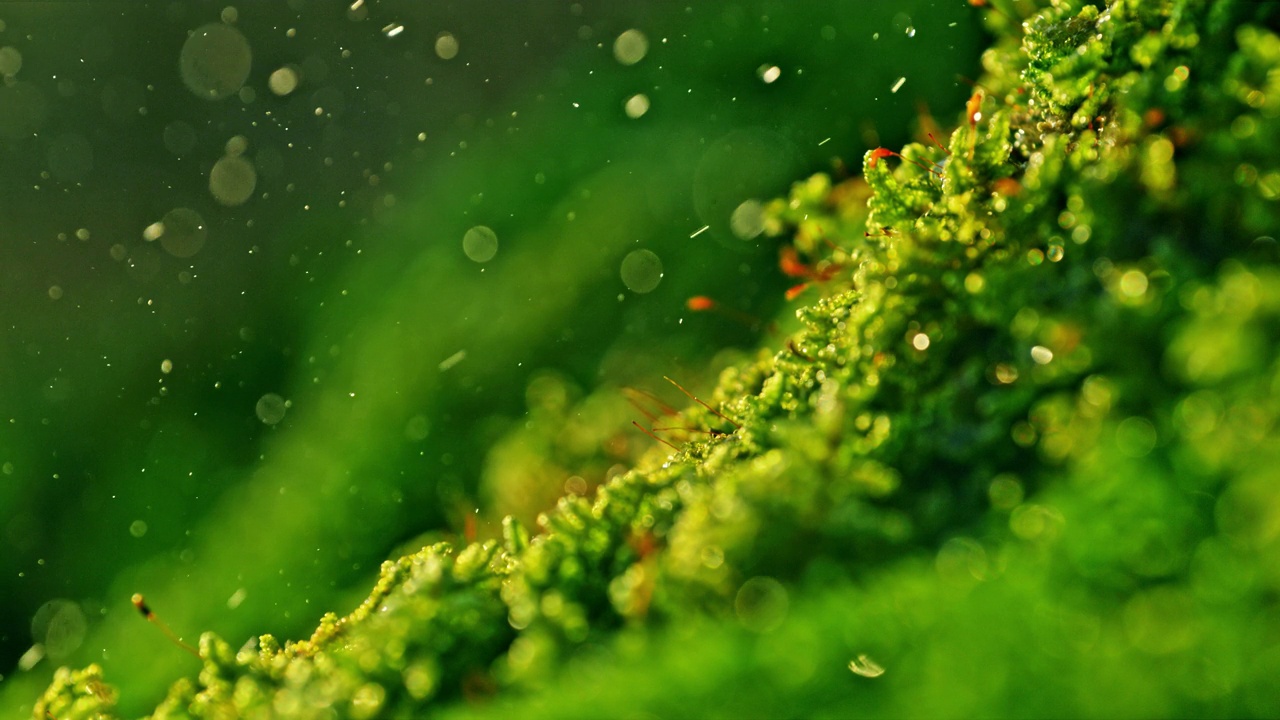 超慢镜头特写雨滴落在生机勃勃的绿色苔藓上视频素材