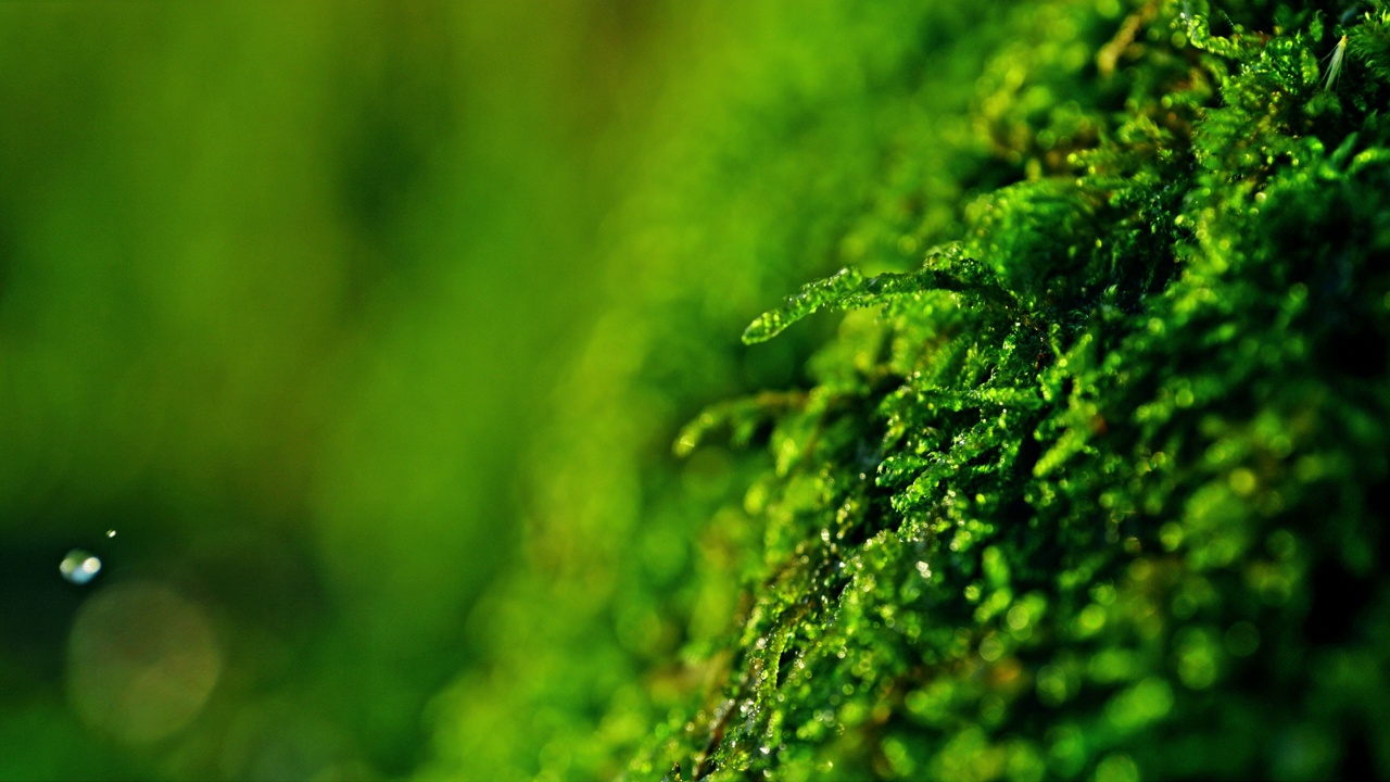 极近距离雨滴落在生机勃勃的绿色苔藓上视频素材