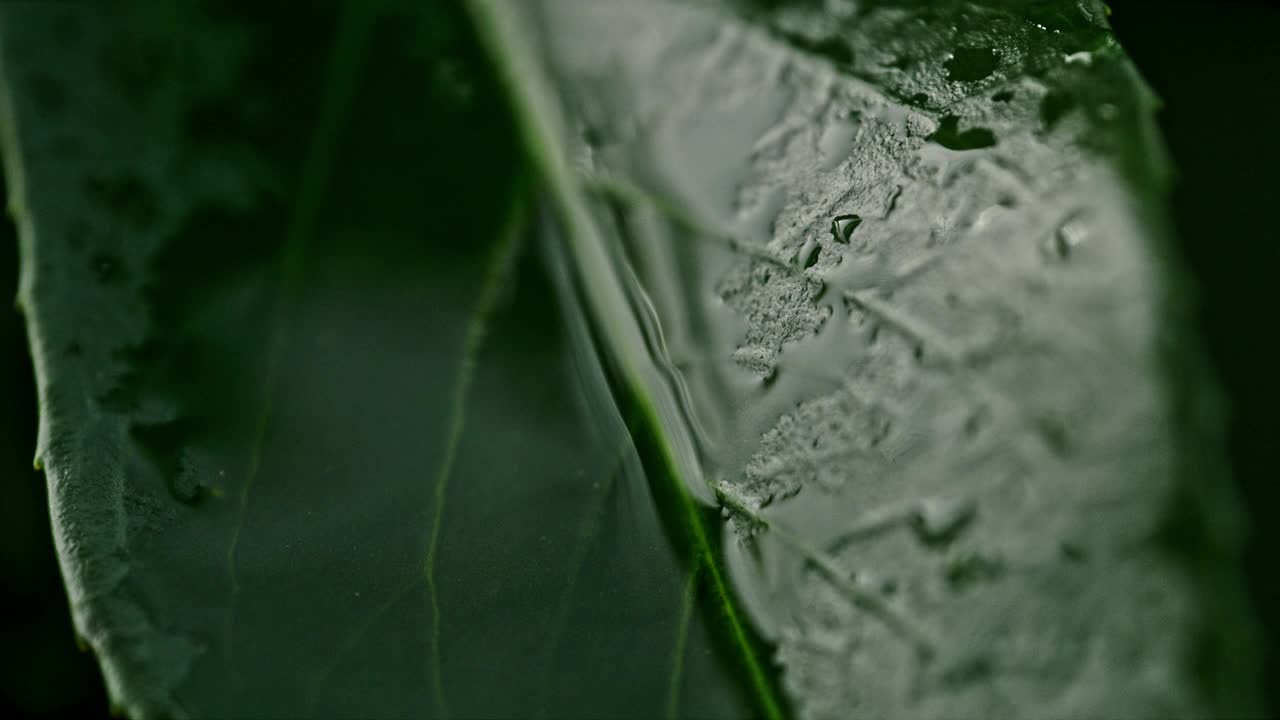极端接近水滴飞溅在新鲜，潮湿的绿叶视频素材