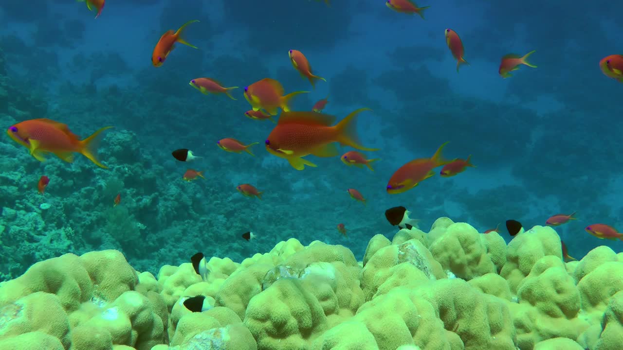 在珊瑚礁的背景下，一群凤尾花。视频下载