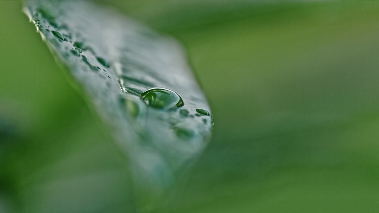 极端接近雨滴在潮湿的绿叶视频素材