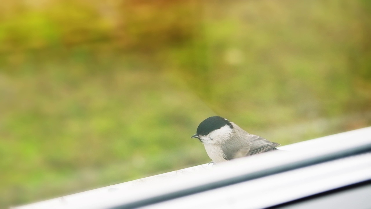 美丽可爱的欧亚沼泽山雀靠在玻璃后面的窗户上吃葵花籽。小雀鸟坐在外面，往里看，从房子里拍的。春天的天气。慢动作视频下载