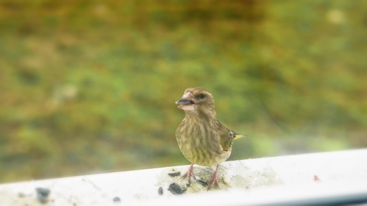 漂亮可爱的绿翅雀靠在玻璃后面吃葵花籽。小雀鸟坐在外面，往里看，是从房子里面拍的。春天的天气。慢动作视频下载