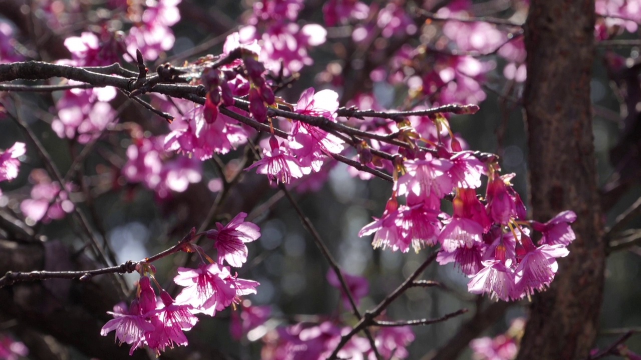阳光下，盛开的樱桃树倾斜起来视频下载