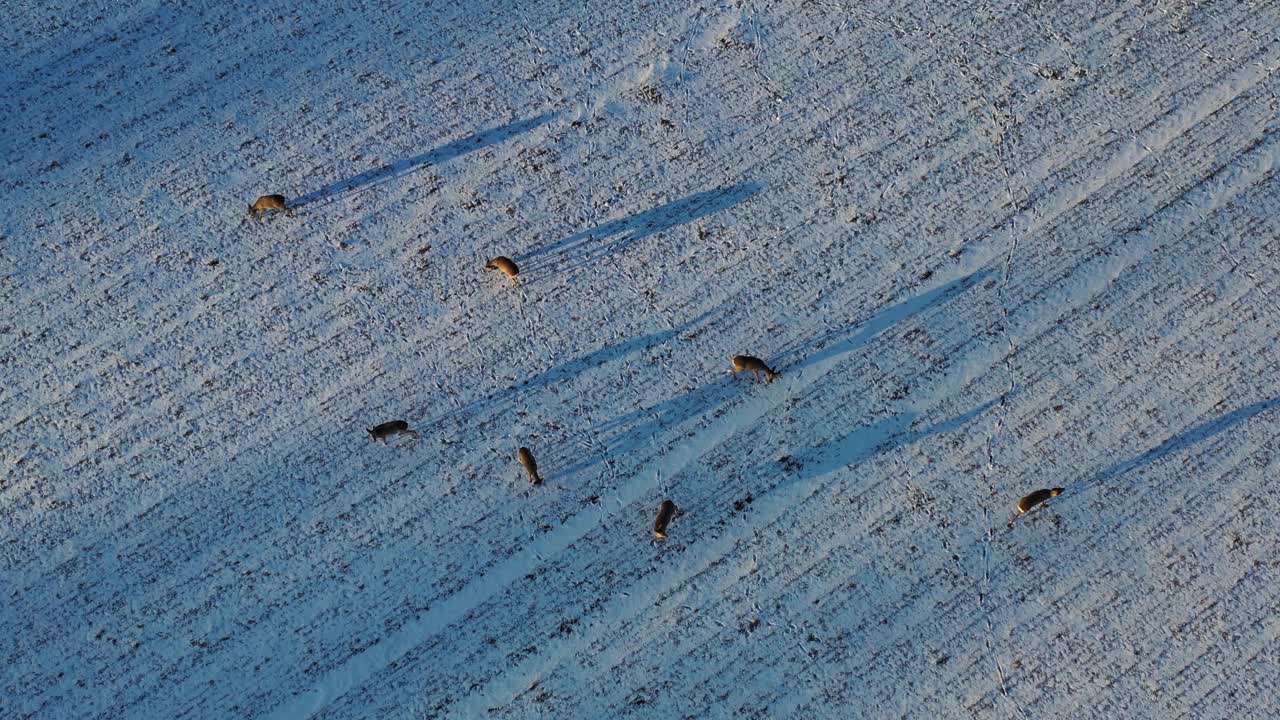 傍晚，在雪地上，鸟鸣的鹿群视频素材