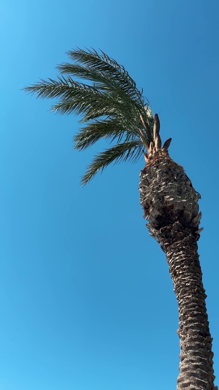 棕榈树和蓝天视频素材