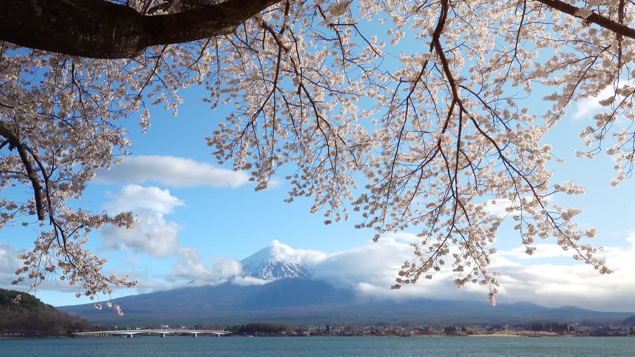 日本风景与富士山和樱花樱花在川口藤吉田，日本视频素材