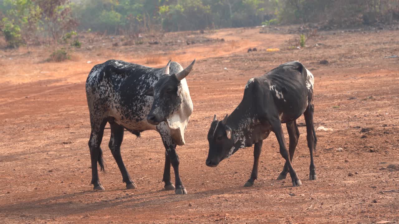 印度的一群牛。视频素材