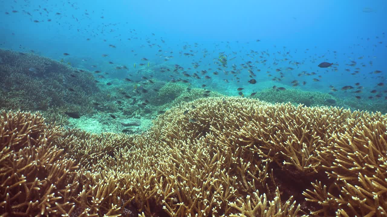 水下的珊瑚礁和热带鱼。诗巴丹岛Semporna。马来西亚。视频下载
