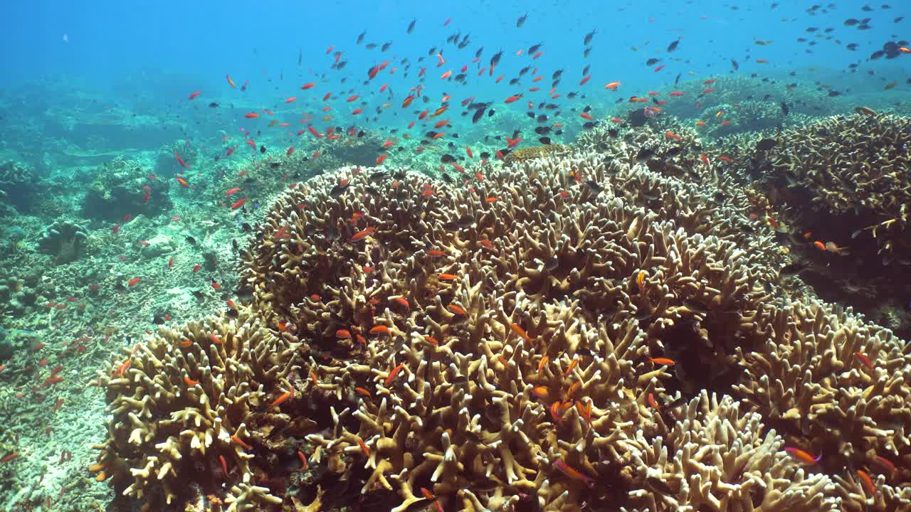 珊瑚礁和热带鱼。诗巴丹岛Semporna。马来西亚。视频下载