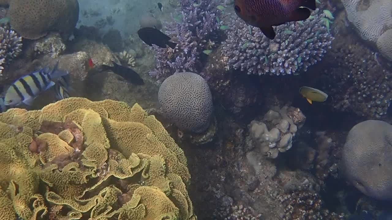 栖息在珊瑚礁的外来鱼类的生物多样性视频素材