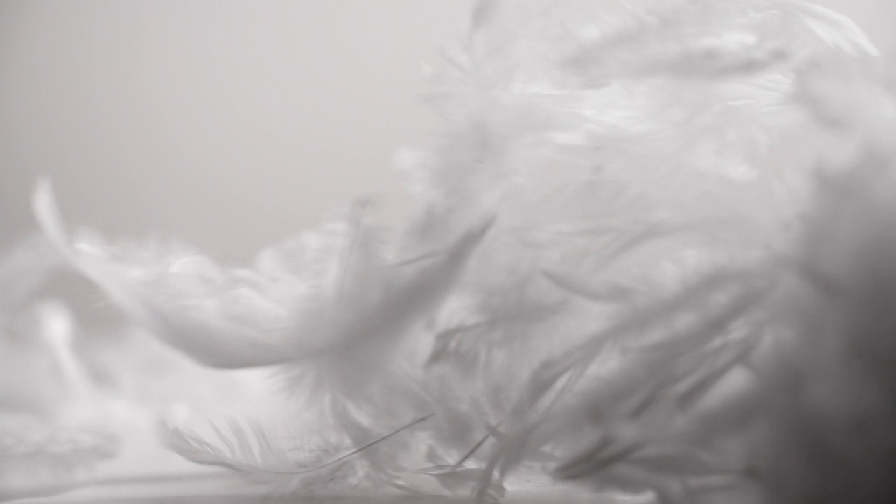 白色羽毛在风中飞舞，灰色背景，慢动作镜头视频素材