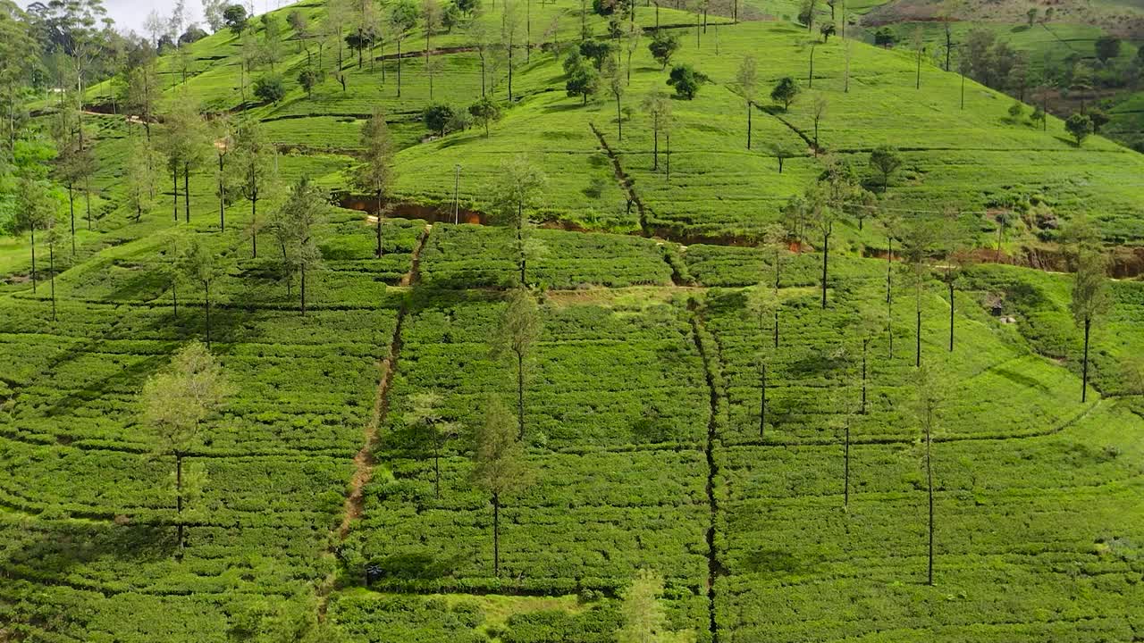 山顶上的茶园。茶园景观，斯里兰卡。视频素材