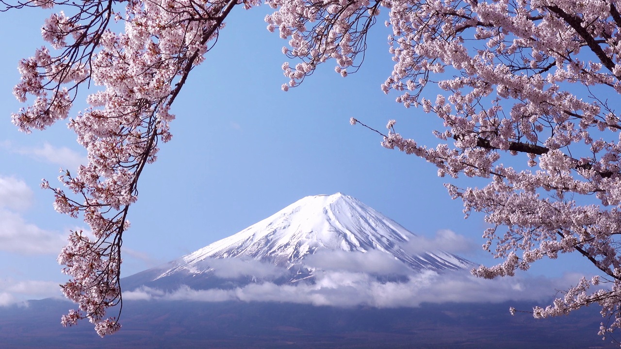 日本风景与富士山和樱花樱花在川口藤吉田，日本视频素材