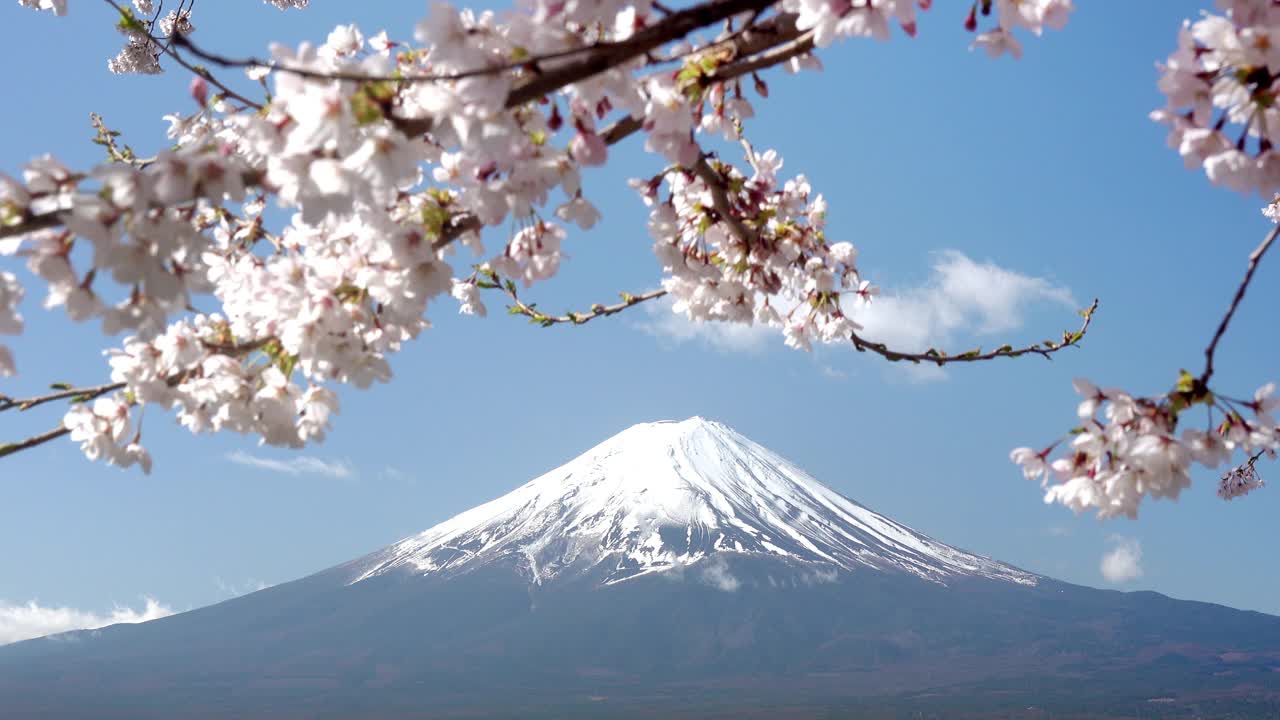日本风景与富士山和樱花在川口子藤吉田，日本视频素材