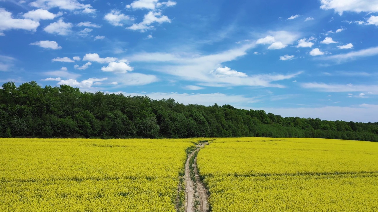 黄色油菜田全景与美丽的天空鸟瞰图视频下载