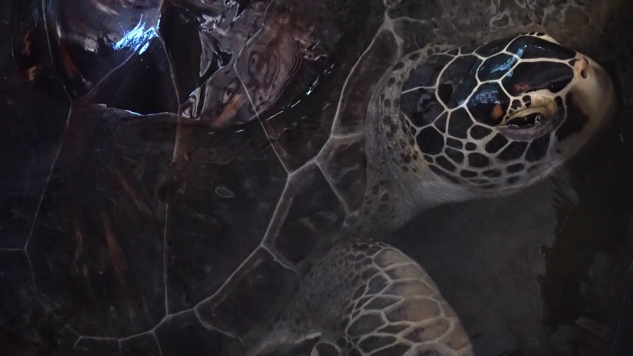 池中的大乌龟靠近了视频下载