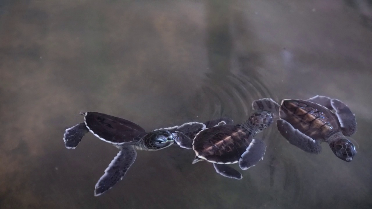 刚出生的小海龟在游泳池里游泳视频下载