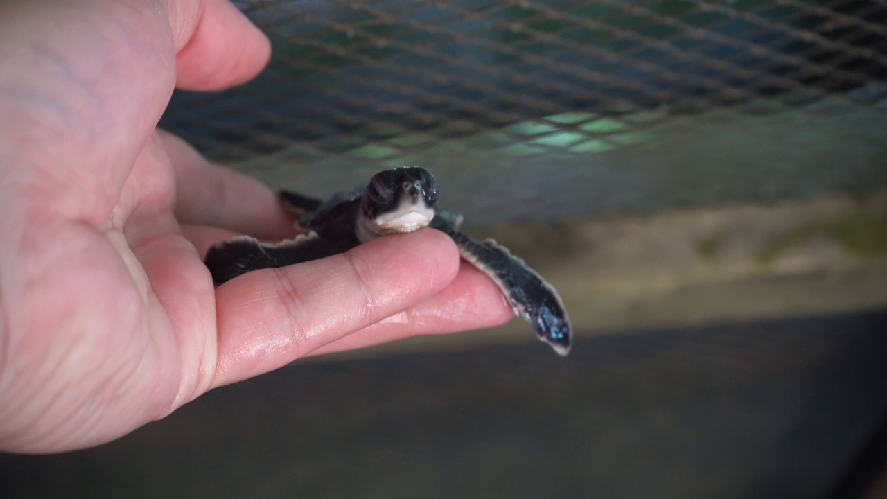 一位志愿者手里拿着一只刚出生的小海龟(特写)视频下载