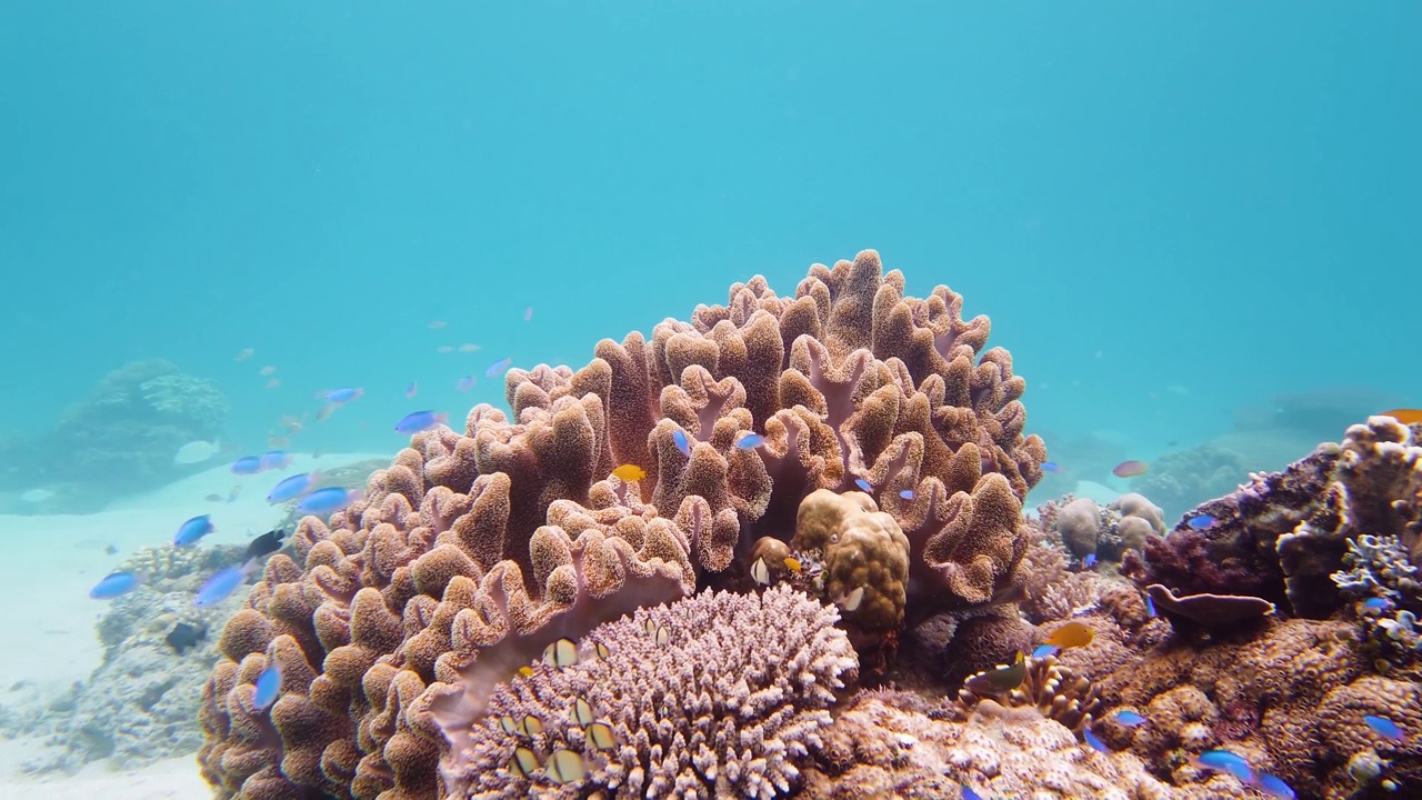 水下有鱼的珊瑚礁。莱特岛,菲律宾。视频下载