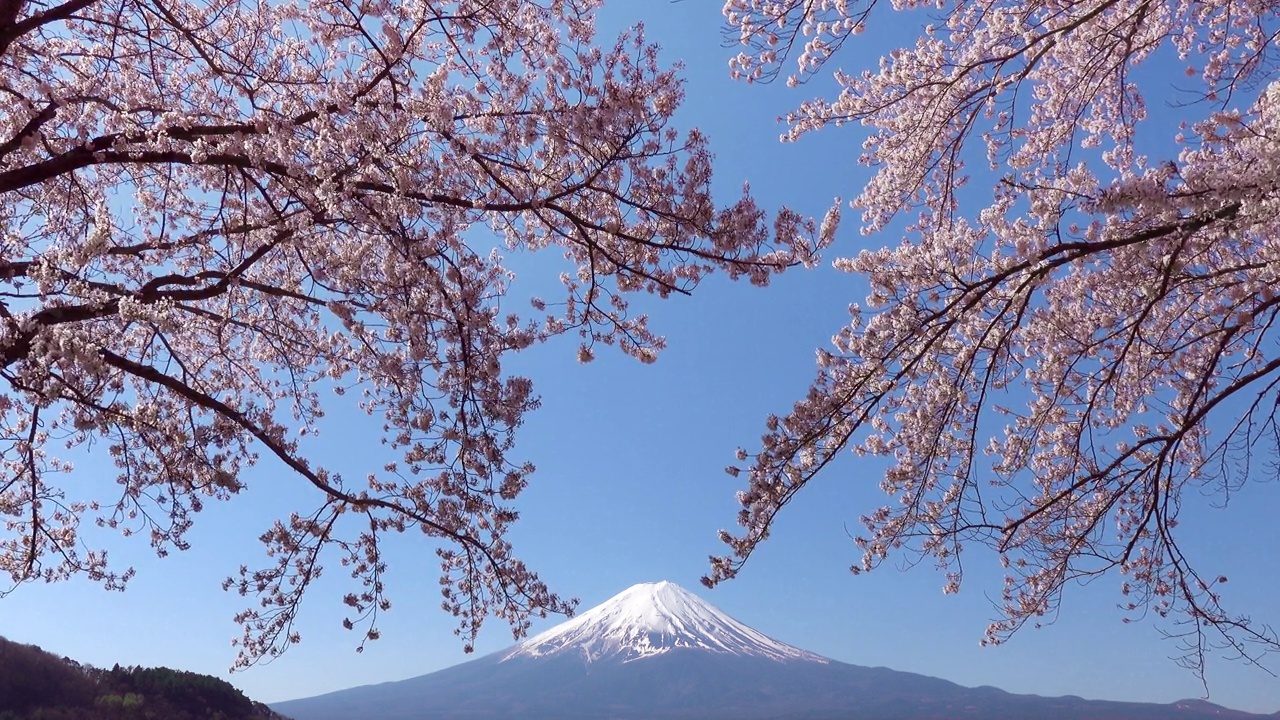日本风景与富士山和樱花樱花在川口藤吉田，日本视频下载