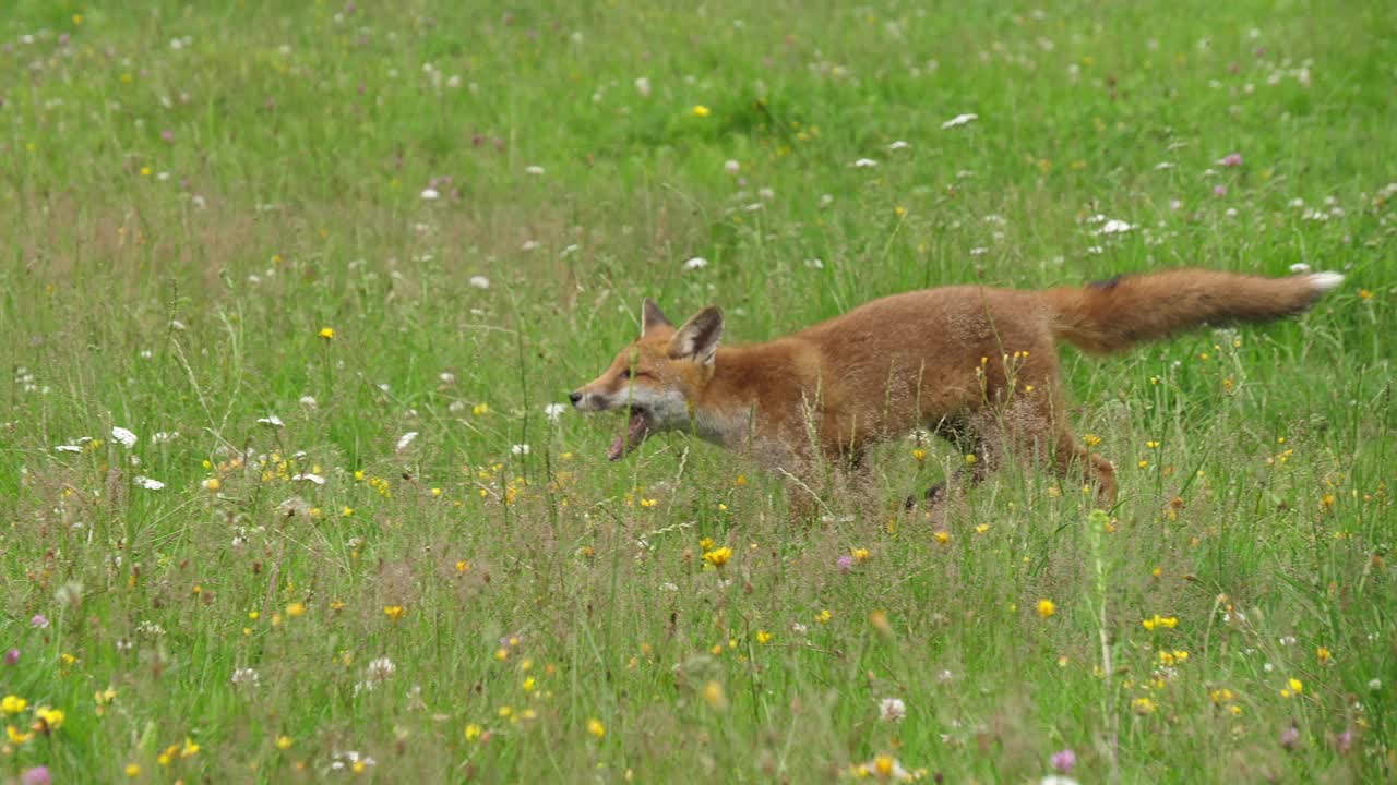红狐，秃鹫，在高草丛中奔跑的成年人，法国诺曼底，实时4K视频下载