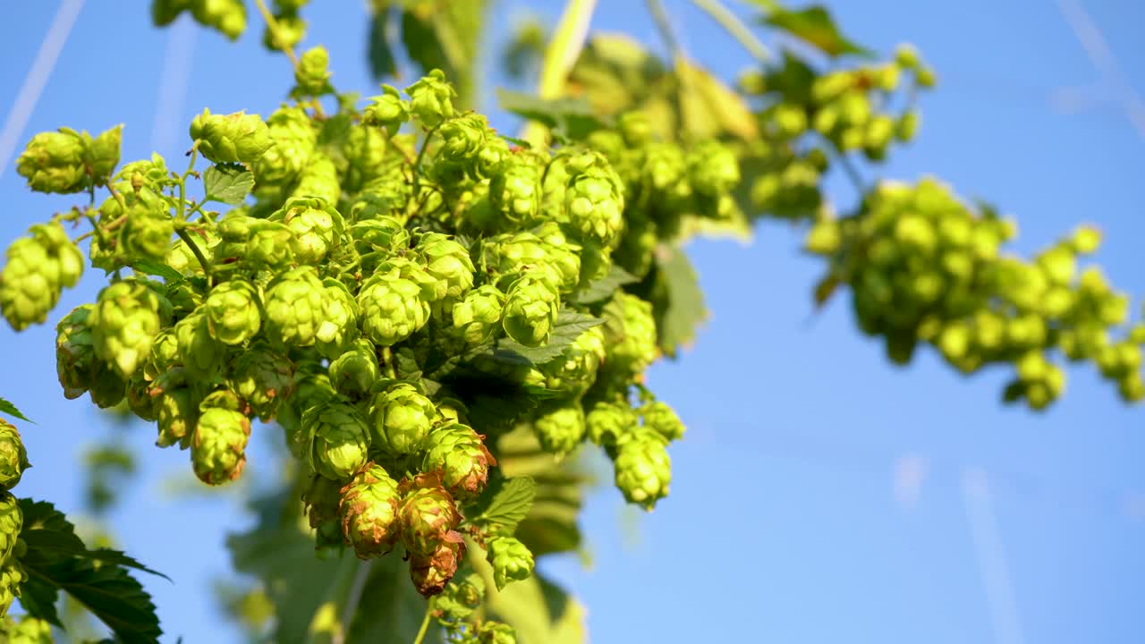 啤酒花田景观在阳光明媚的日子里啤酒花绿树在蓝色的天空背景上的种植园视频下载