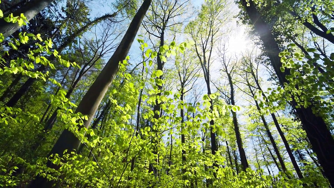 阳光下的新鲜绿色森林视频素材