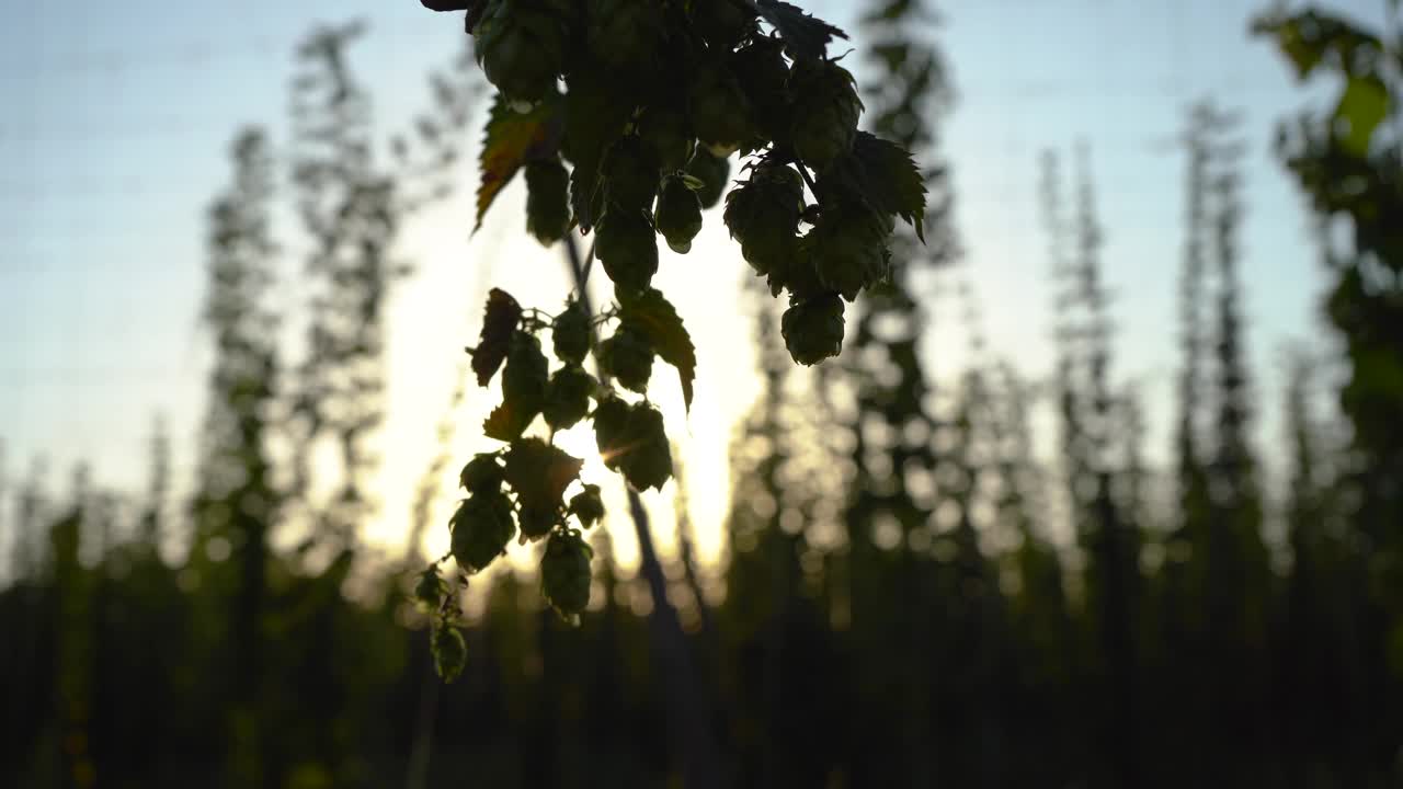 在阳光照射下种植的绿啤酒花球果，景深浅视频下载