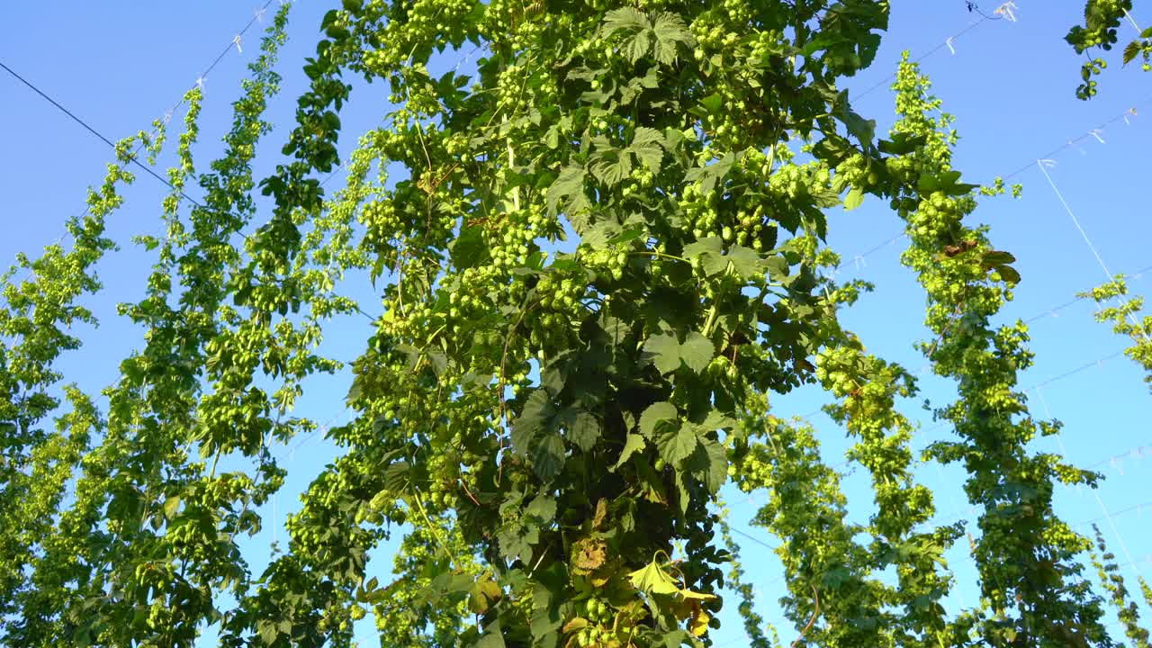 绿色的啤酒花田在美丽的晴天视频下载