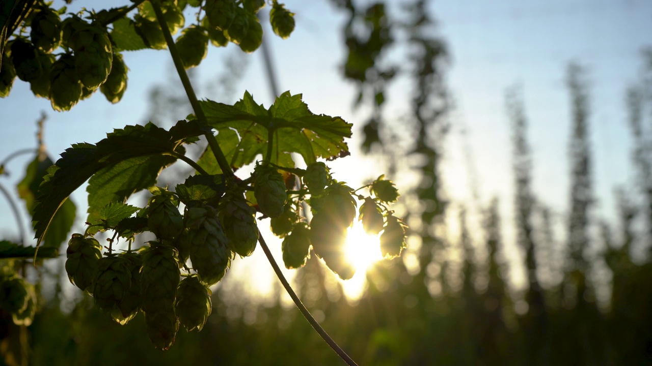 绿色的啤酒花枝在自然光的阳光傍晚视频下载