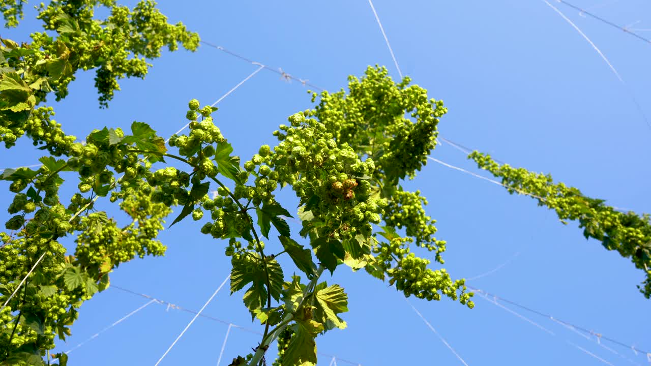啤酒花田景观在阳光明媚的日子里啤酒花绿树在蓝色的天空背景上的种植园视频下载