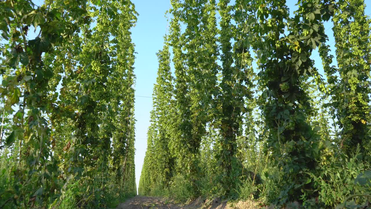绿啤酒花田。成熟的啤酒花。德国巴伐利亚州的啤酒花田。啤酒花是酿造啤酒的主要原料视频下载