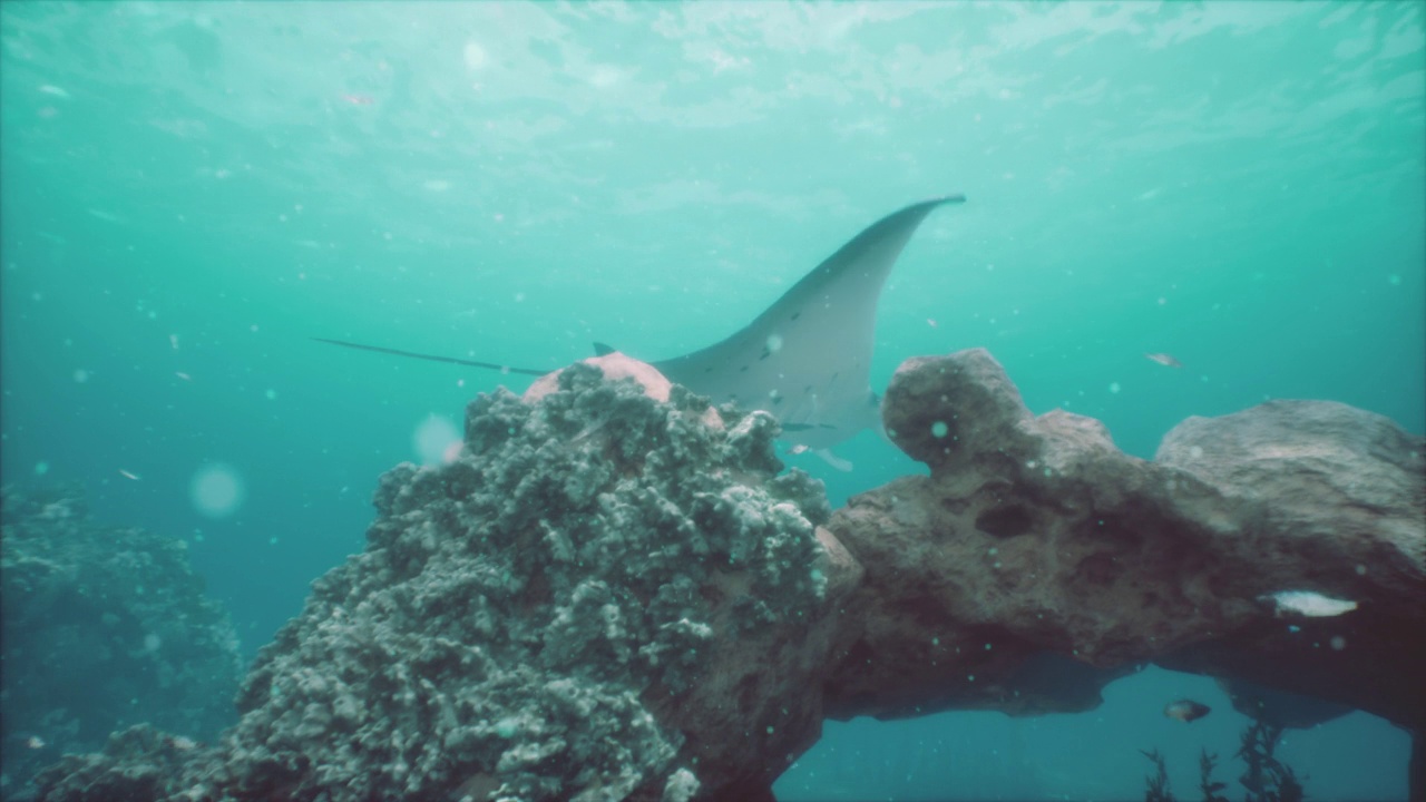 在蓝色的科莫多水域，蝠鲼在珊瑚礁上方滤食视频素材