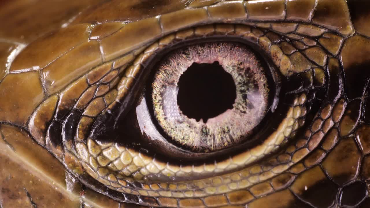 泰古蜥蜴眼睛的特写视频下载