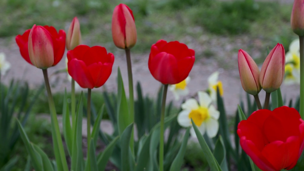 郁金香和水仙花。早晨的郁金香和水仙花，春天的背景视频素材