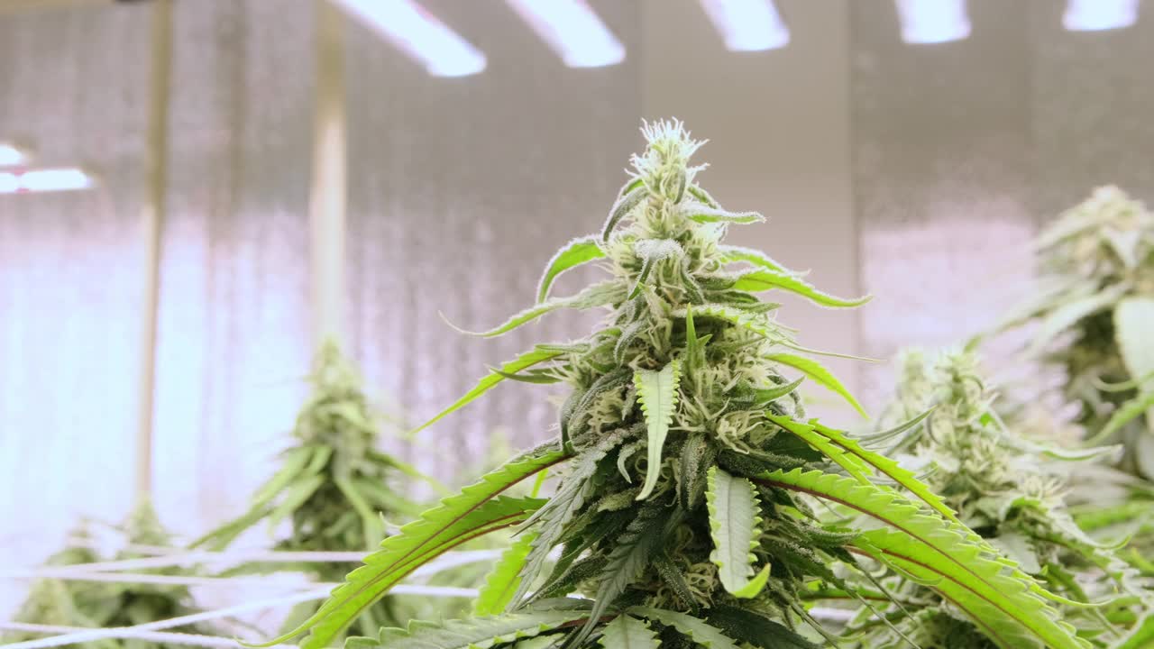 室内种植大麻的大型大麻花。室内大麻农场。视频素材
