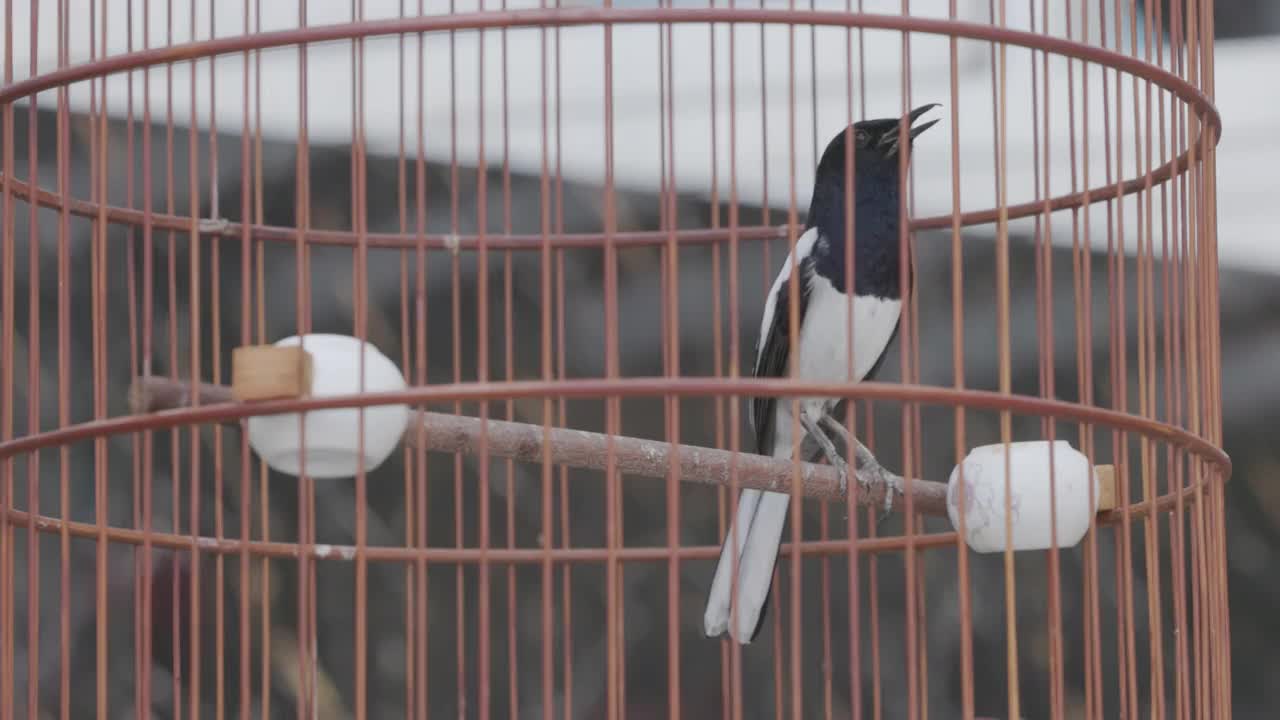 笼中的鸟视频下载