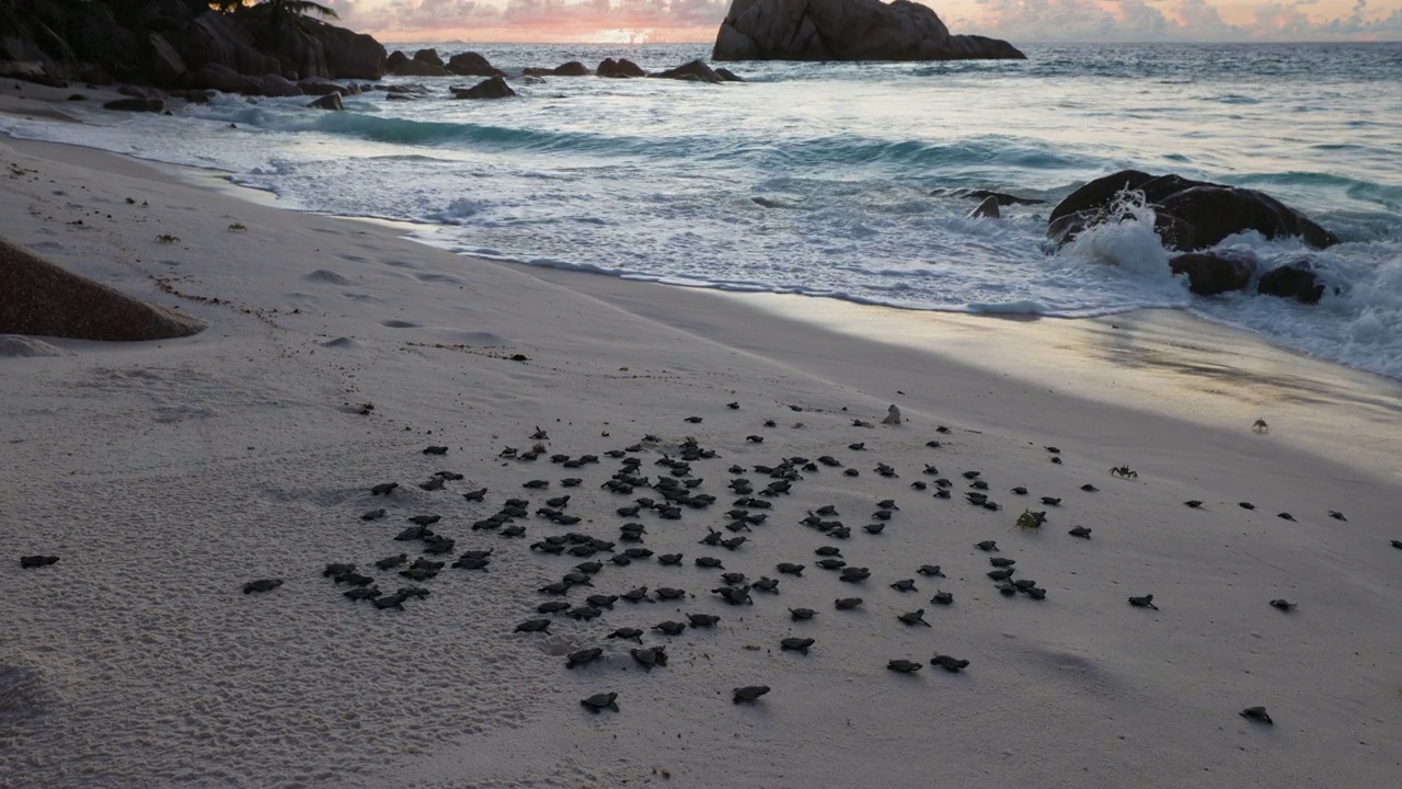 极度濒危的可爱玳瑁幼龟正在向海洋进发视频下载