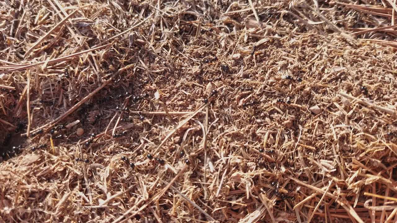 (特写)黑蚂蚁正在建造一个地下蚁丘，从走廊上取材料。视频下载