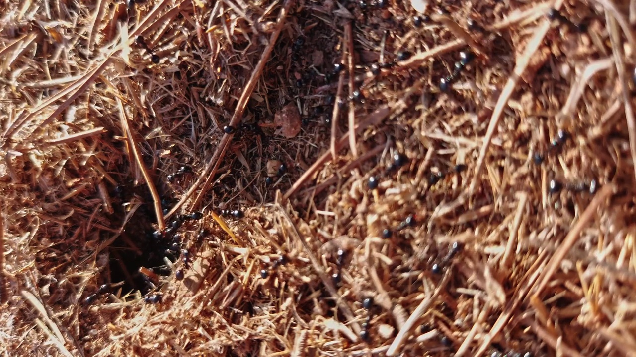 (特写)黑蚂蚁正在建造一个地下蚁丘，从走廊上取材料。视频下载